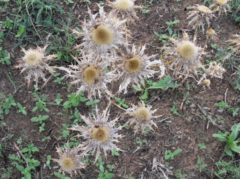 Carlina lanata a fine antesi